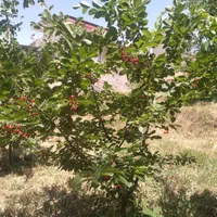 خانه ویلایی پایین طالقان روستای شکرناب|فروش خانه و ویلا|طالقان, |دیوار