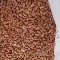 لوبیاقرمز کیلویی ۱۰۰تومان چیتی ۲۰۰عدس ۱۰۰نخود۱۱۰|خوردنی و آشامیدنی|پاکدشت, پاکدشت (مامازند)|دیوار