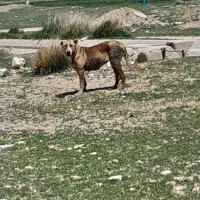 سگ گله ای|سگ|کیار, |دیوار