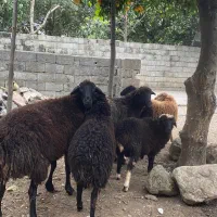 گوسفند ماده با بره تر و تمیز فروشی|حیوانات مزرعه|نوشهر, |دیوار