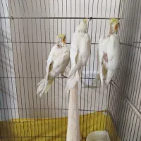 عروس هلندی|پرنده|تهران, مقدم|دیوار