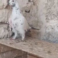 باسلام کفتر 2 گرفتم