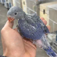 طوطی ملنگوویولت(بنفش)