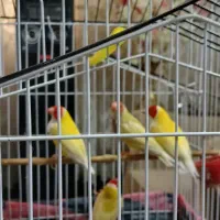 فنچ گلدین مولد