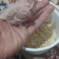 جوجه عروس هلندی آلبینو|پرنده|تربت جام, امام|دیوار