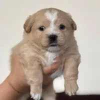 فروش 3 توله 2ماهه