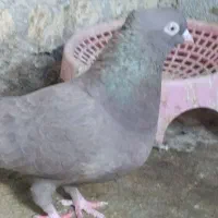 ماده بهبونی