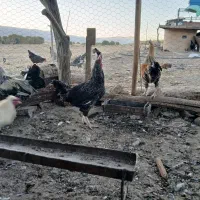 خروس|حیوانات مزرعه|گوآور, |دیوار