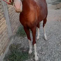 اسب عرب|اسب و تجهیزات اسب‌سواری|ارومیه, |دیوار