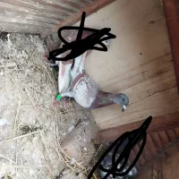 کبوتر|پرنده|رشت, توشیبا|دیوار