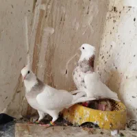 کبوتر طوقی ....سوسنگرد