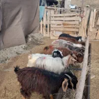 هشتا بزغاله واسه نگهداری