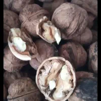 گردوچت سوزنی