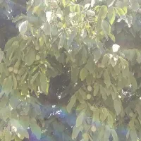بازدید جهت هرس وپیوند در سال پیش رو