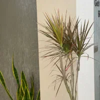 اجاره تخت مژه