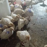 جوجه بوق بیوتی6|حیوانات مزرعه|کنگاور, |دیوار