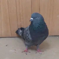 کبوترپرشیگرو.سرخ.سبز.|پرنده|برخوار, |دیوار