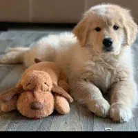 واگذاری سگ گلدن