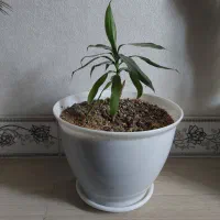 گل به همراه گلدان