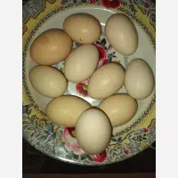 تخم نطفه دار مرندی