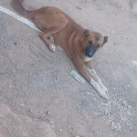 سگ فروشی