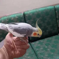 عروس هلندی جفت