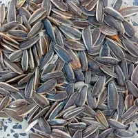 تخمە اجیلی|عمدهفروشی|مهاباد (آذربایجان غربی), |دیوار