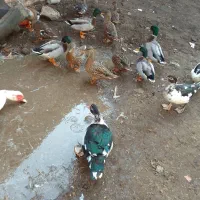 اردک پروازی یارشتی