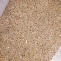 گندم وجو|خدمات باغبانی و درختکاری|شوشتر, |دیوار