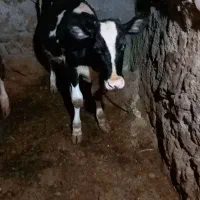 گاو ماده همراه گوساله اش|حیوانات مزرعه|موچش, |دیوار