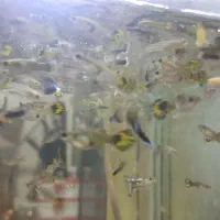 کت پوزه بوته ای ، گوپی|ماهی|تهران, مینابی|دیوار