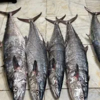 انواع ماهی و میگو تازه|ماهی|بندر کنگان, |دیوار