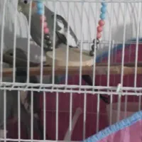 عروس هلندی ماده|پرنده|رشت, حمیدیان|دیوار