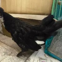 جوجه نژاد سلطان