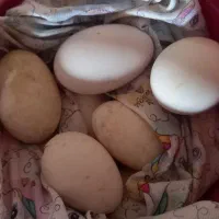 تخم غازنطفه دار