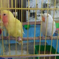 طوطی کوتوله|پرنده|نهاوند, |دیوار