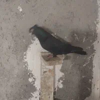 کبوتر400|پرنده|مشکین‌دشت, |دیوار