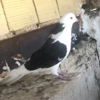 کفتر تهرانی