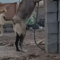 واگزاری پژدر اصیل ۸ماهه