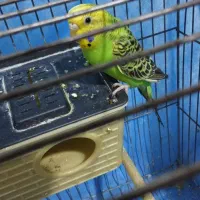 مرغ عشق ماده  سالم قشنگ میخونه