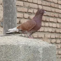 کبوتر صید شده اویناق