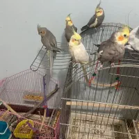 عروس هلندی ۵ عدد