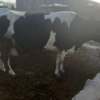 گاو ۷ماه شگم ۳ ابستن ۴۵ کیلو شیر