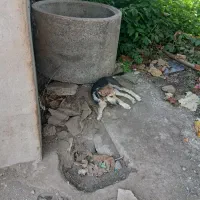 واگذاری رایگان