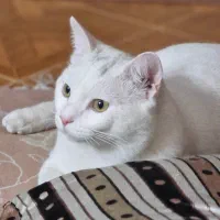 گربه نر ۱ dsh آماده جفت گیری|گربه|تهران, اتابک|دیوار