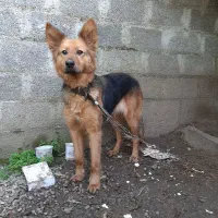 سگ گرگی|سگ|خمام, |دیوار