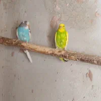 معاوضه|پرنده|فیروزکوه, |دیوار