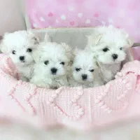 poodle maltese|سگ|تهران, مخصوص|دیوار