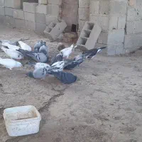 کبوترآلمانی|پرنده|گنبد کاووس, |دیوار