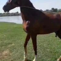 اسب|اسب و تجهیزات اسبسواری|شوشتر, |دیوار